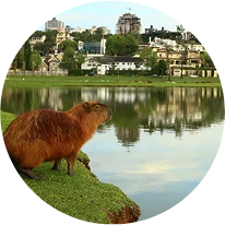 Visual deslumbrante do Parque Barigui